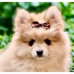 Designer Pet Bow Clips